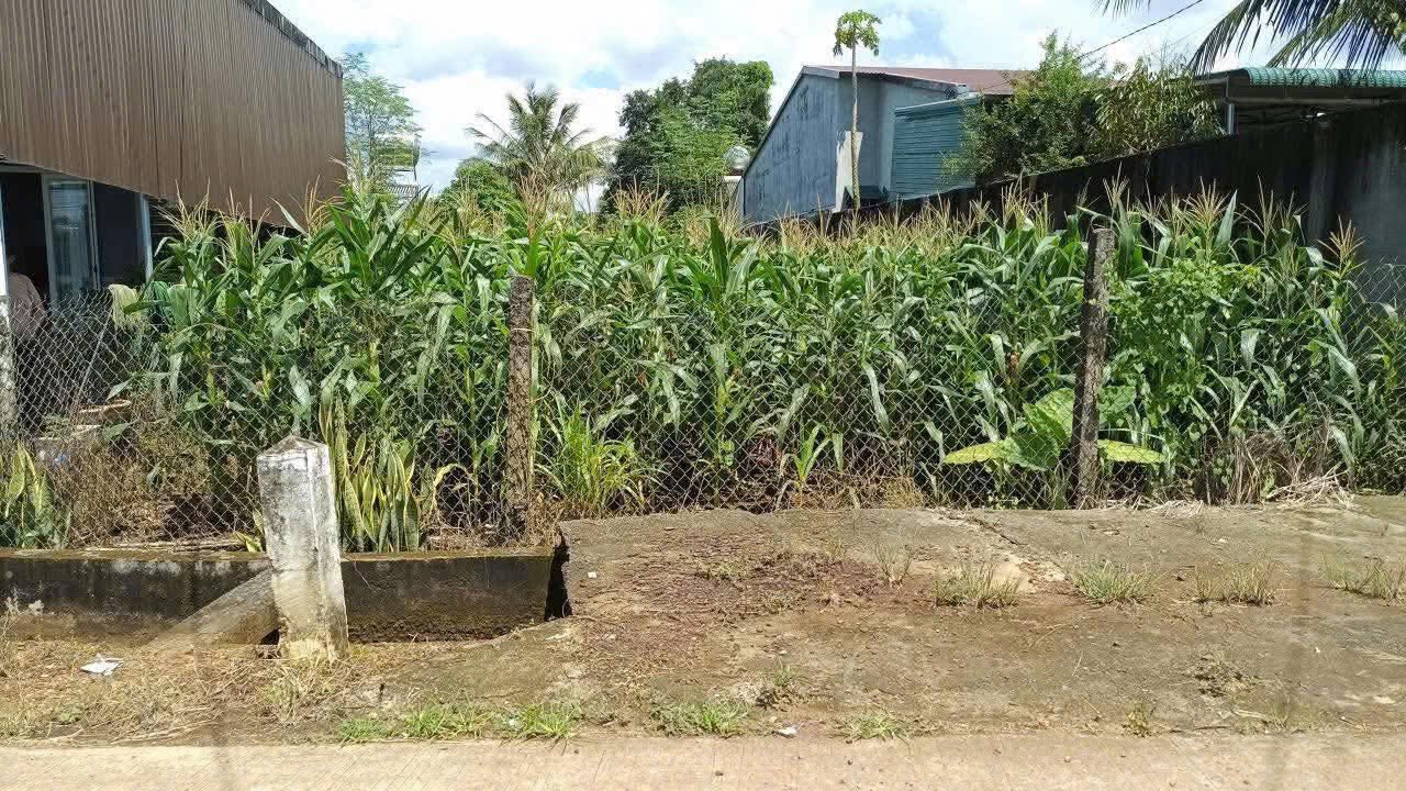 Đất nền chính chủ tại Thành Nhất, Buôn Ma Thuột 500m² chỉ 1.59 tỷ - Tiềm năng đầu tư tốt!