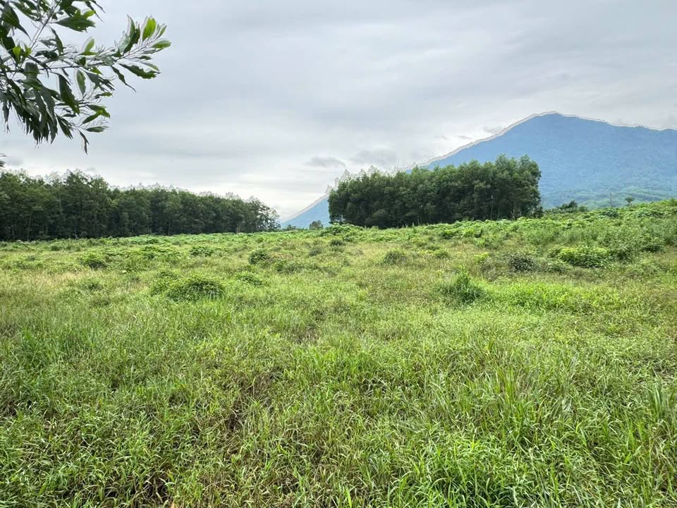 Đất Hòa Phú Đà Nẵng 15.000m² - Giá Siêu Rẻ, Sổ Đỏ Chính Chủ!