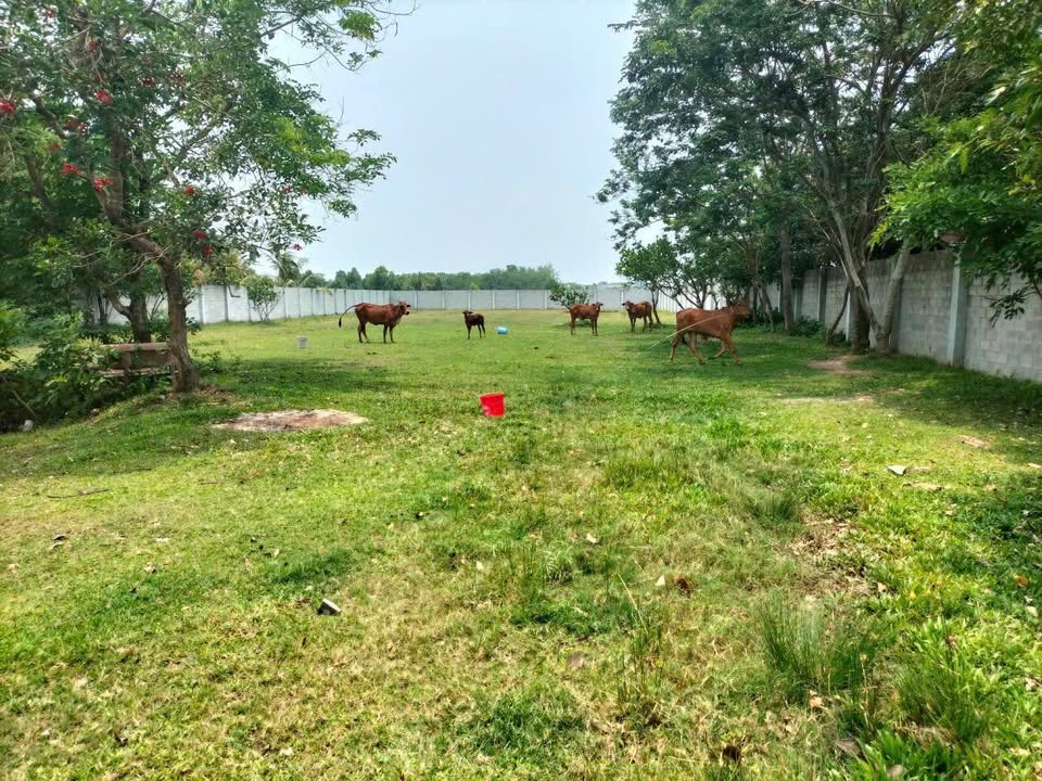 Đất nền thổ cư 3990m² tại xã Trung Lập Thượng, Củ Chi - Tiềm năng làm nhà vườn nghỉ dưỡng!