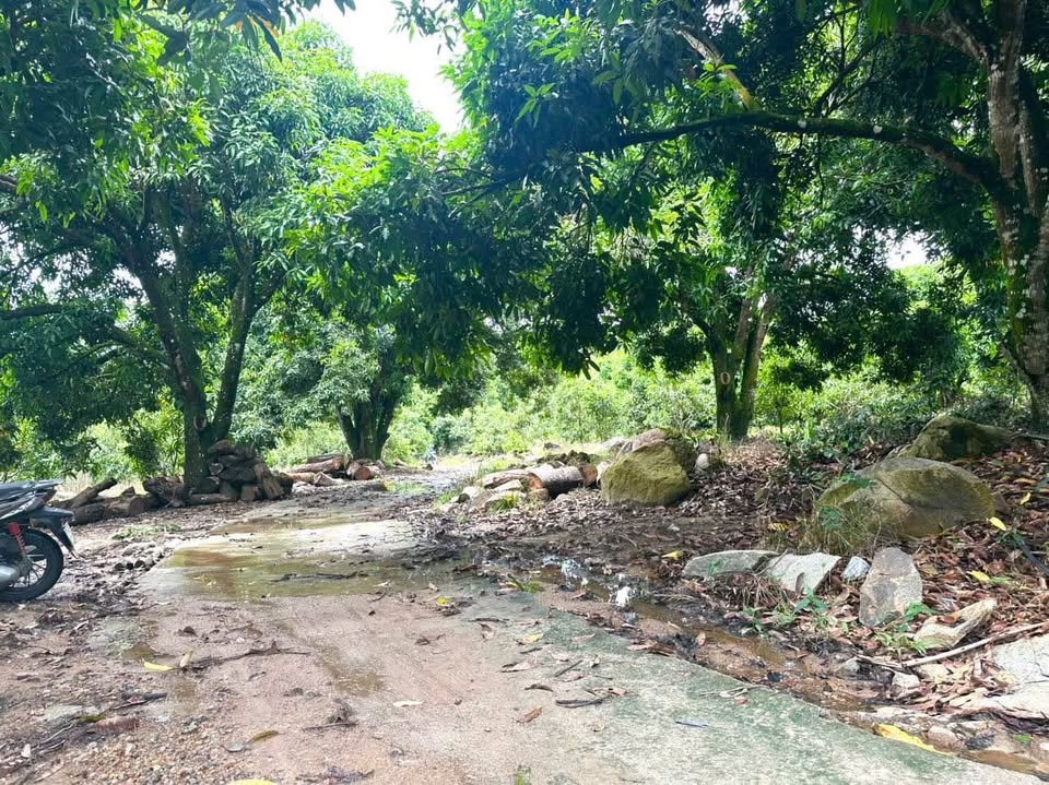 Farm đẹp Diên Điền 9.543m² giá 1.59 tỷ - Nơi nghỉ dưỡng lý tưởng!