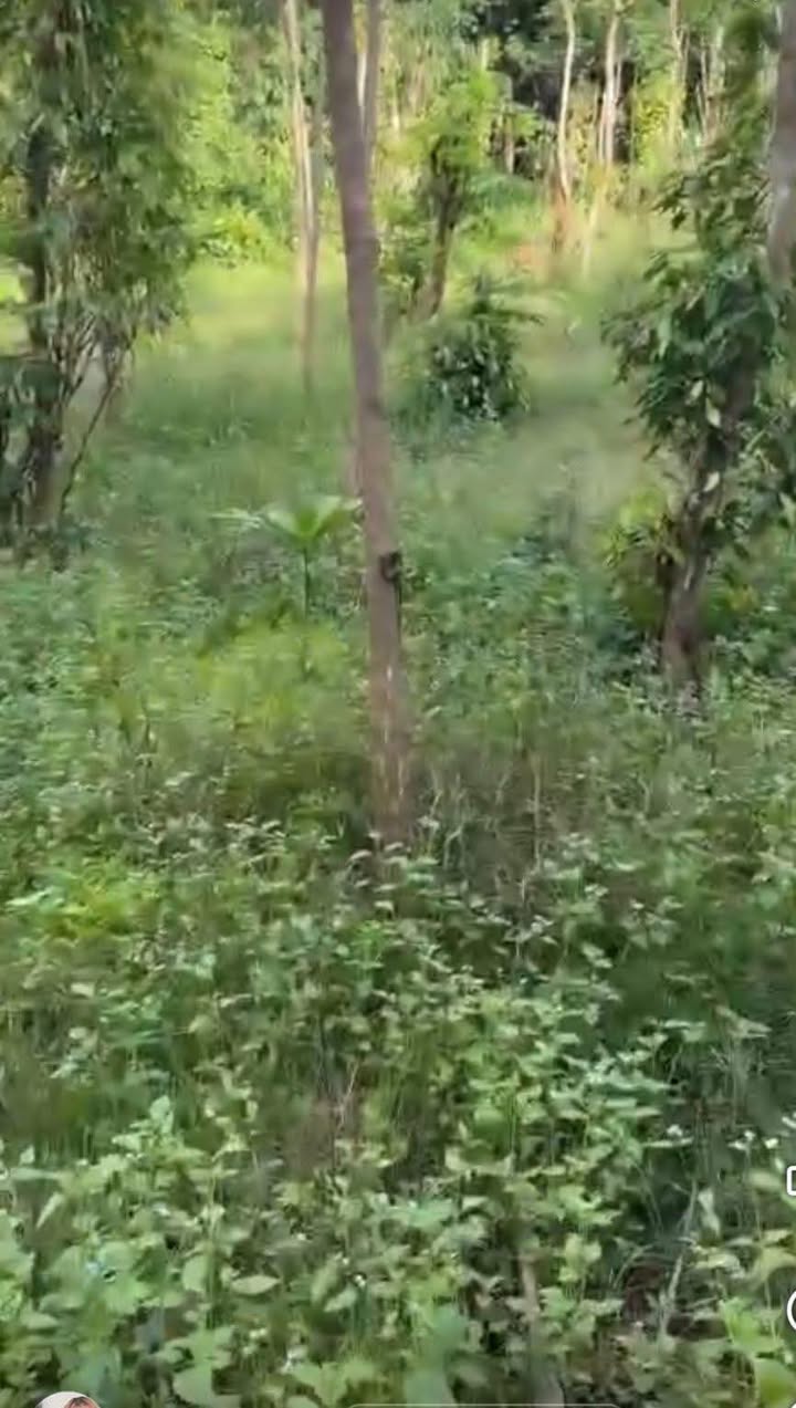 Đất Farm Lộc Thành 5000m² giá 750 triệu - Đầu tư lý tưởng để trồng sầu riêng!