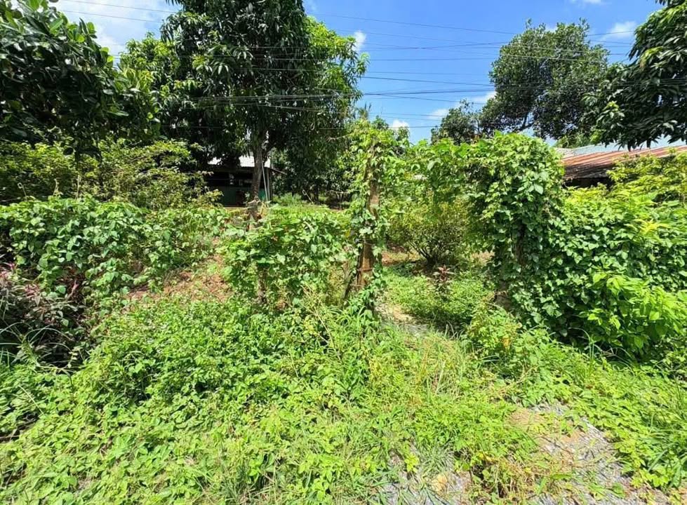 Đất thổ cư 1800m² xã Mỹ Hiệp, Đồng Tháp giá 1.62 tỷ - Sổ hồng chính chủ, mặt tiền rộng 12m!