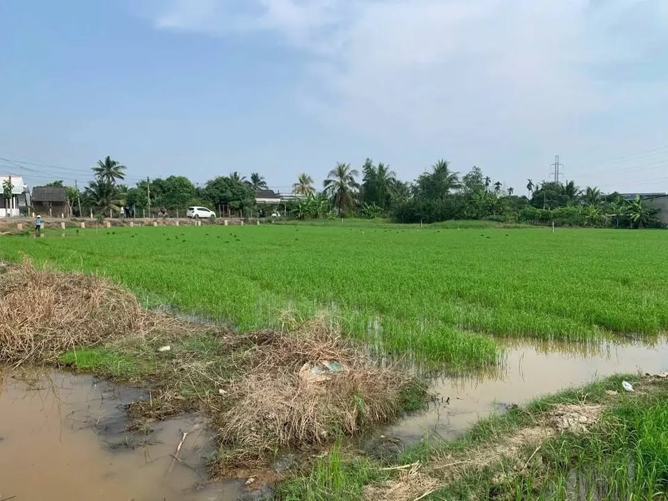 Đất lúa 1000m² mặt tiền đường Lương Văn Bang, Tân An - Giá 2 tỷ thương lượng!