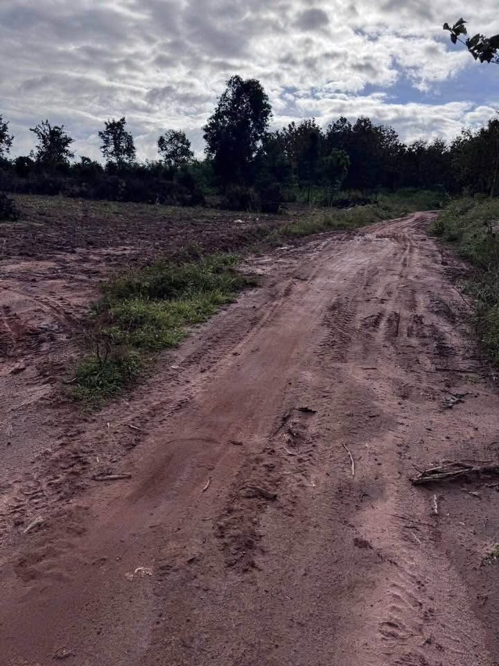 Đất rẫy 1.2ha Cư Mốt, Ea H'leo - Giá chỉ 595 triệu, sổ hồng chính chủ!