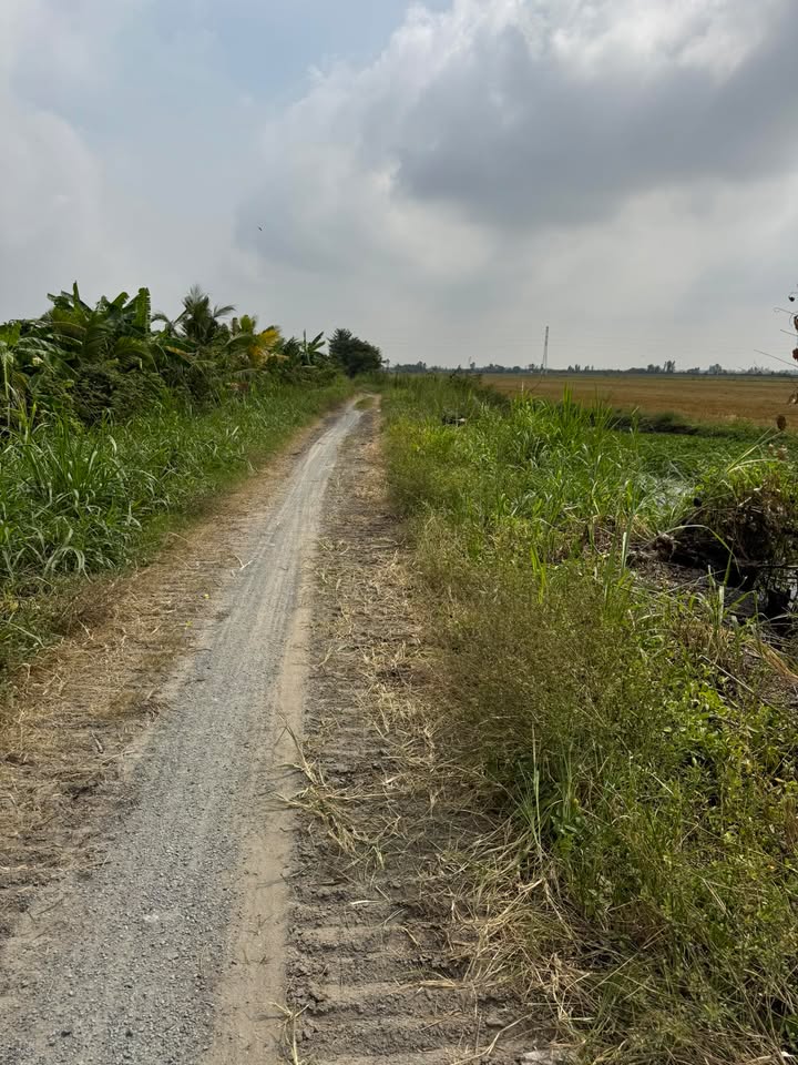 Đất nền 15.000m² An Phước, Tân Hồng - Giá chỉ 1.8 tỷ, đường xe vào tận nơi!