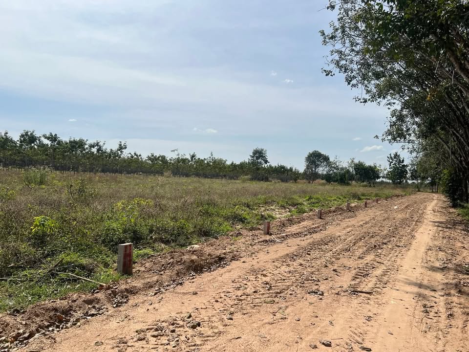 Đất nền Thạnh Bình, Tân Biên 240m² giá chỉ 135 triệu - Sổ hồng riêng, điện có sẵn!