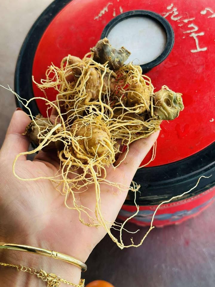 Đất biển Sơn Trà - 95m² chỉ từ 9.5 tỷ - Cơ hội đầu tư hấp dẫn!