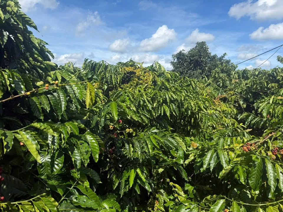 Đất nông nghiệp 2,5 ha tại Thôn 4, xã Dlyang, Ea H'leo - Giá 5,85 tỷ, thương lượng nhẹ!