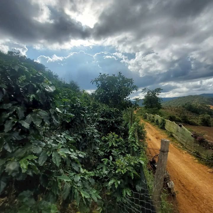 Đất nền 7000m² tại Làng Cũ, Đà Lạt chỉ 250 triệu - Cơ hội đầu tư hấp dẫn!