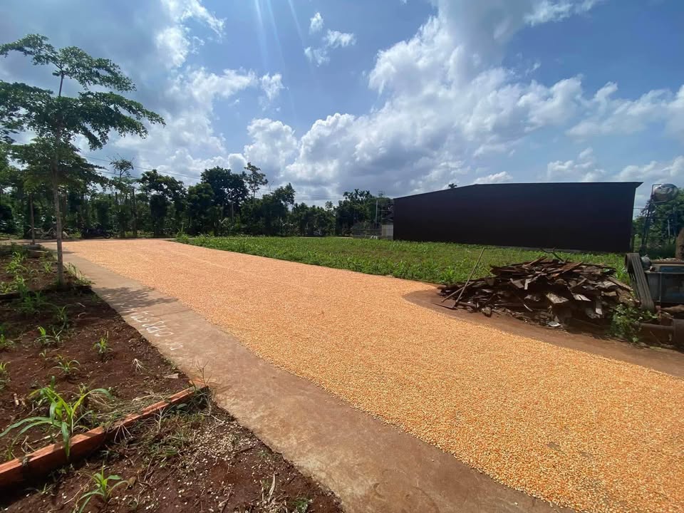 Đất thổ cư Thôn 2 Cư Suê 150m² giá 695 triệu - Gần chợ, thuận tiện kinh doanh!