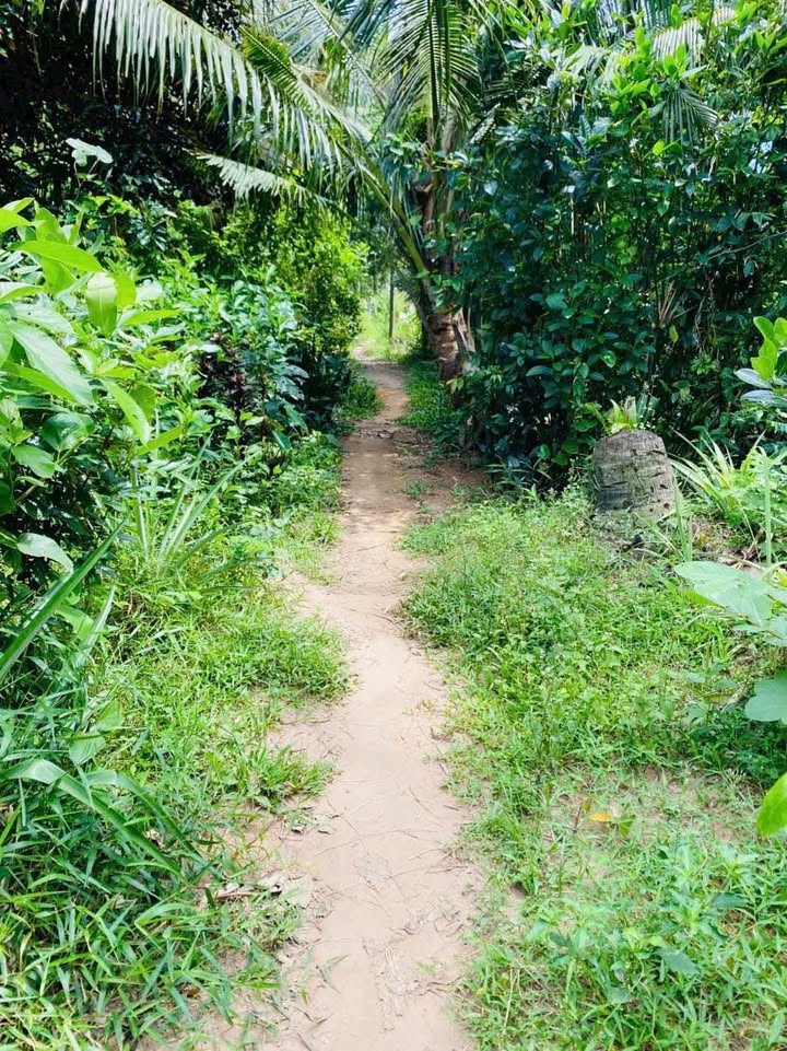 Đất vườn sầu riêng 4300m² Tiên Thuỷ giá 400 triệu - Cơ hội đầu tư tuyệt vời!