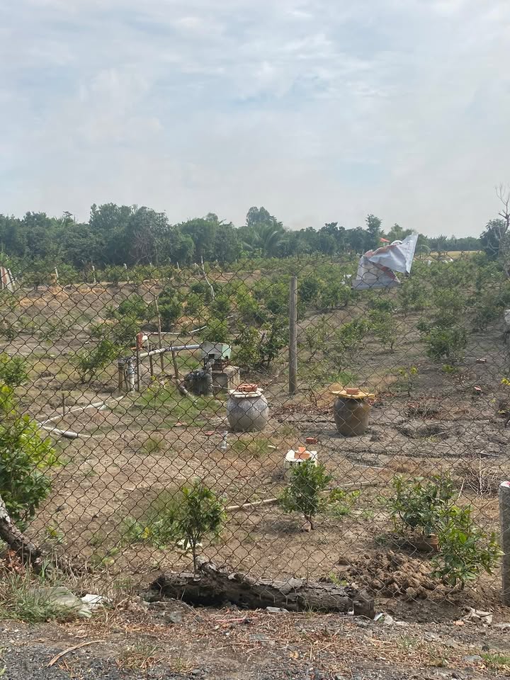 Đất trồng cây lâu năm 1000m² tại đường Huỳnh Văn Thu, Châu Đốc - Giá chỉ 950 triệu