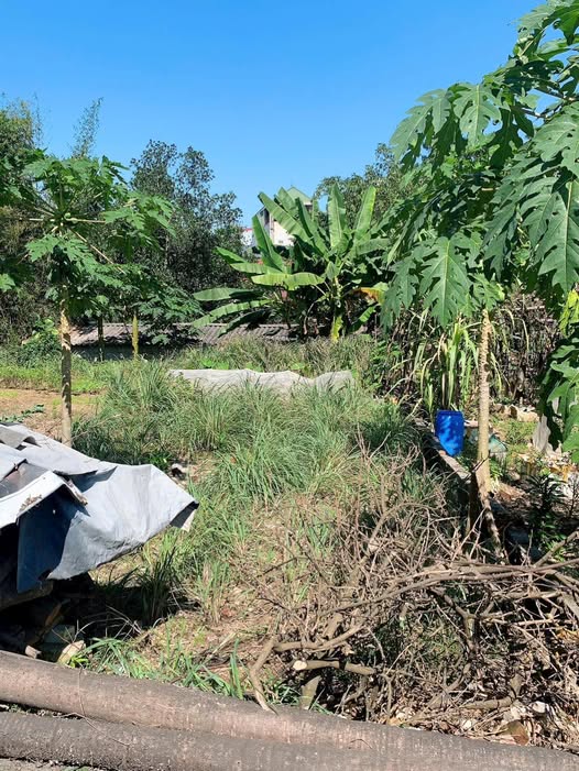 Đất nền Tân Mai, Mai Châu 100m² giá 500 triệu - Bán gấp trong tuần!