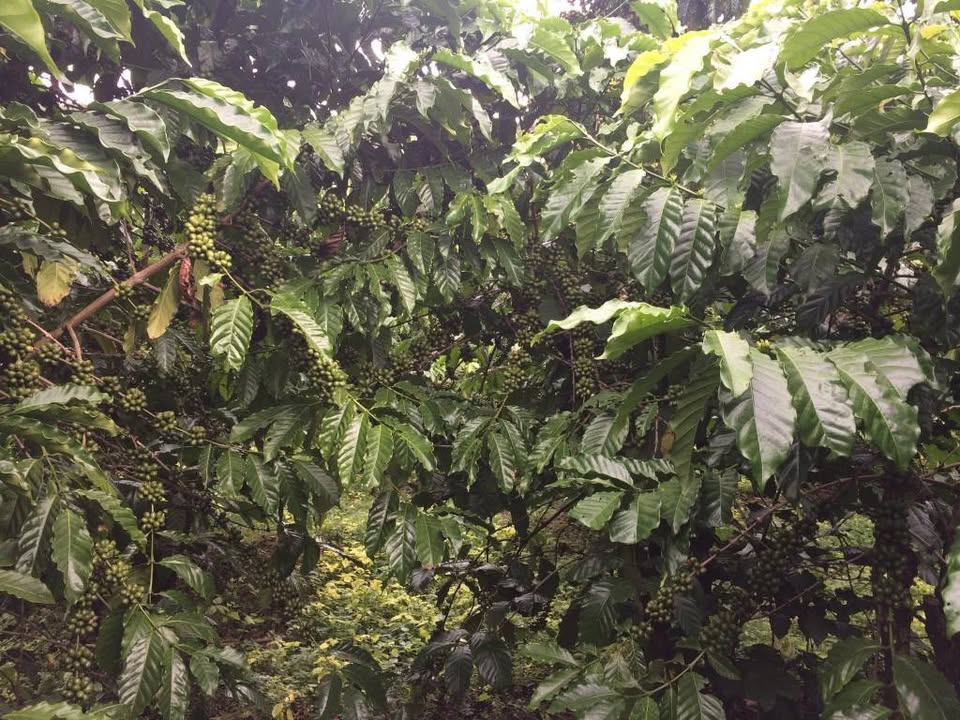 Đất nền Lộc Ngãi Bảo Lâm 1,6ha giá 4.8 tỷ - Đầu tư sinh lời tốt!