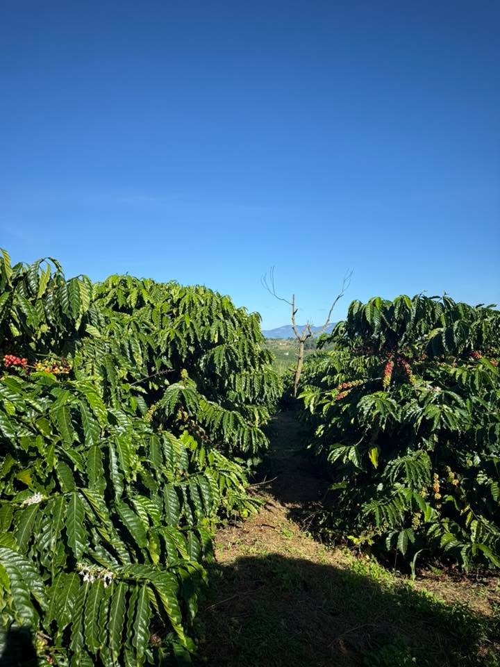 Đất nền Tân Văn Lâm Hà 3300m² giá 1.9 tỷ - Sổ đỏ chính chủ, mặt tiền đường bê tông