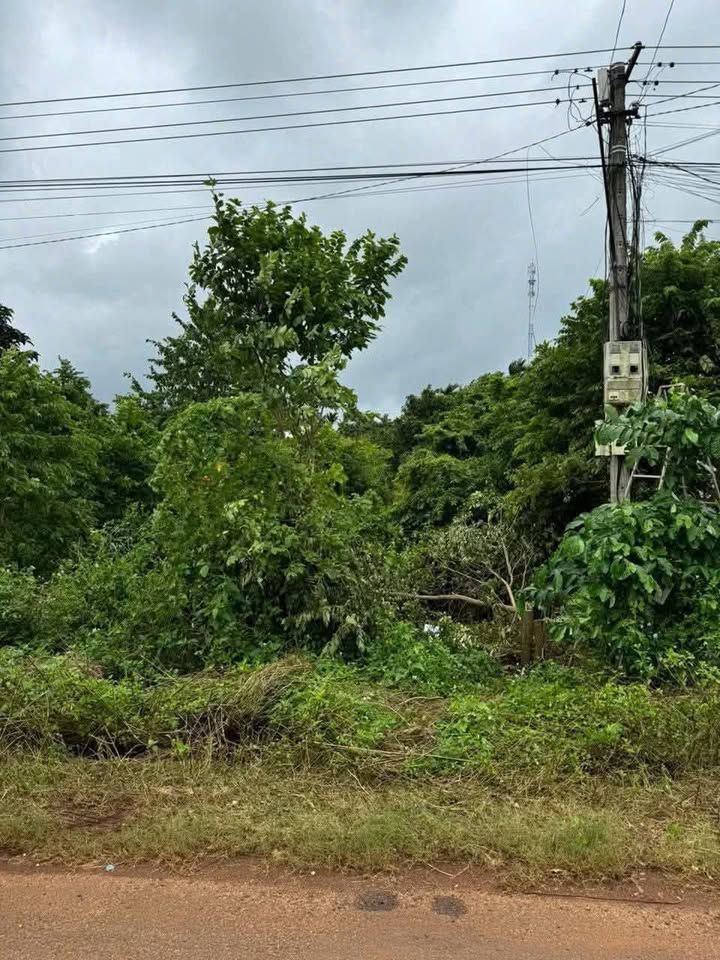 Đất thổ cư 195m² mặt tiền đường 20A Đạt Lý - Giá chỉ 1.29 tỷ, bớt lộc!