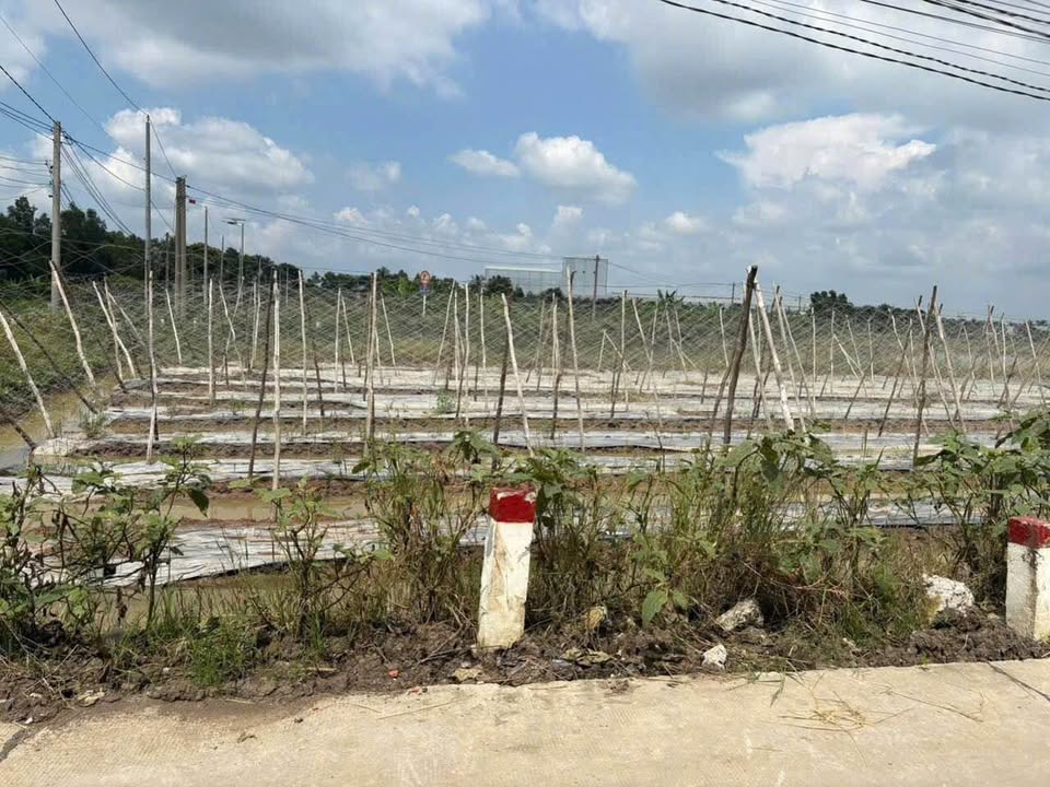 Đất thổ cư 2100m² 2 mặt tiền tại Bến Lức, Long An - Đầu tư sinh lời ngay!