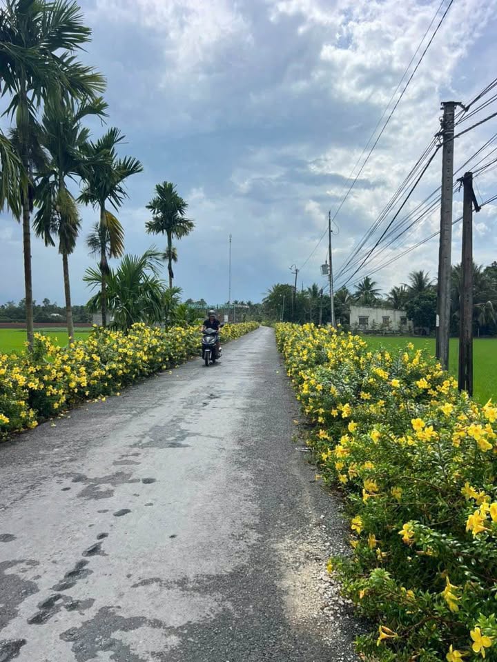 Đất nền thổ cư Hòa Bình, Trà Ôn 163m² giá 370 triệu - Sổ hồng sang tay ngay!