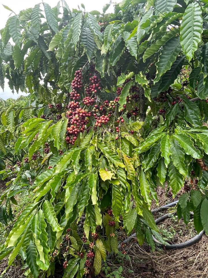 Đất nông nghiệp xã Krông Nô, huyện Lắk 36.000m² giá 1,25 tỷ - Tiện đường nước, sẵn sàng đầu tư!