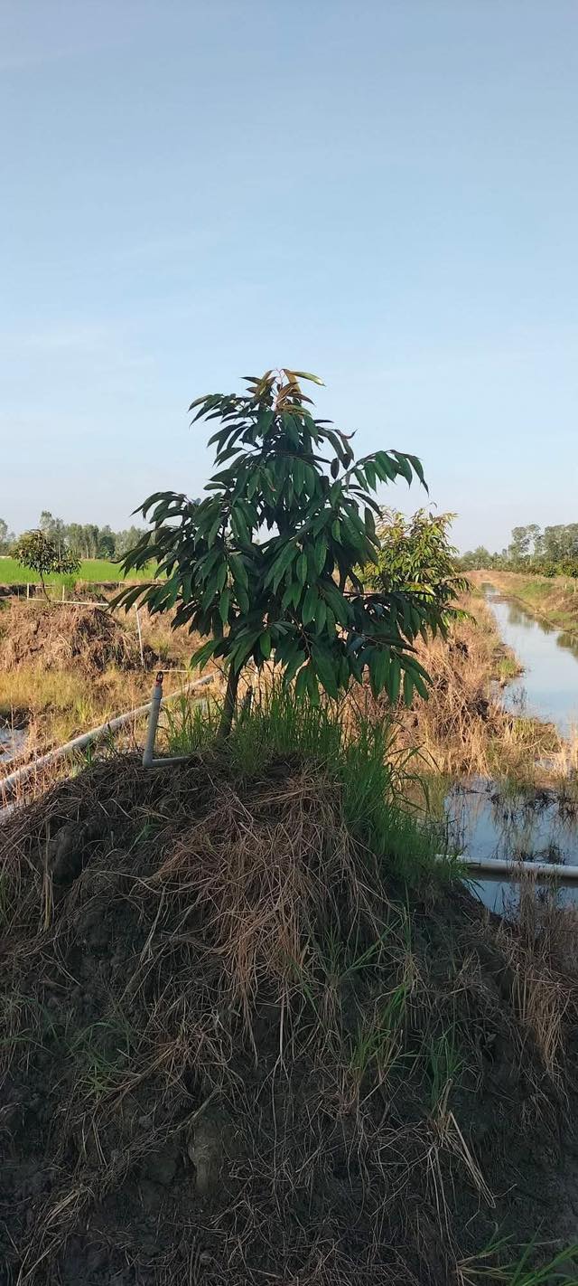 Đất nông nghiệp 5 công tại xã Mỹ Hiệp, huyện Cao Lãnh - Đầu tư sinh lời với 1,3 tỷ VND