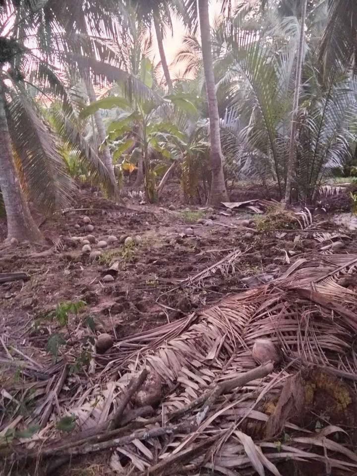 Đất vườn Sơn Phú 1.318,6m² giá 570 triệu - Cơ hội đầu tư không thể bỏ lỡ!