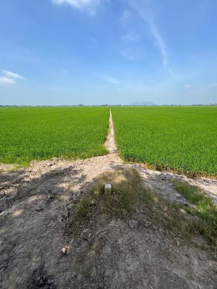 Đất nông nghiệp 7650m² tại Bình Thành, Thoại Sơn - Giá chỉ 945 triệu VND