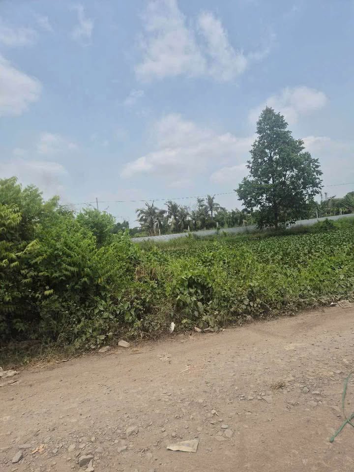 Đất nền Kênh Trung ương Bình Chánh 3000m² giá 1.6 tỷ - Cơ hội đầu tư tuyệt vời!