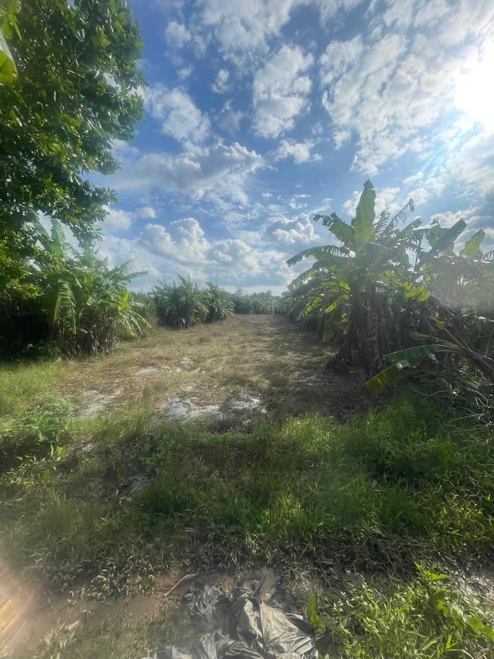 Đất nền đường Huỳnh Phan Hộ, Cần Thơ 800m² giá 3.65 tỷ - Cơ hội đầu tư hấp dẫn!