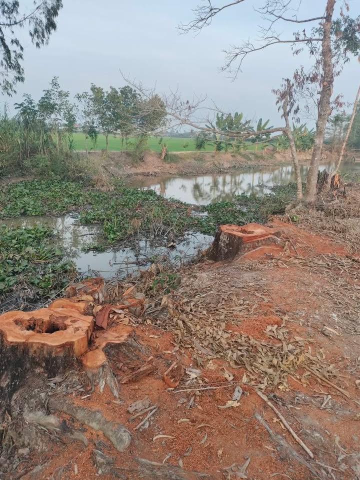 Đất ruộng 7 công lớn tại xã Ba Sao, Đồng Tháp - Giá chỉ 1.61 tỷ!