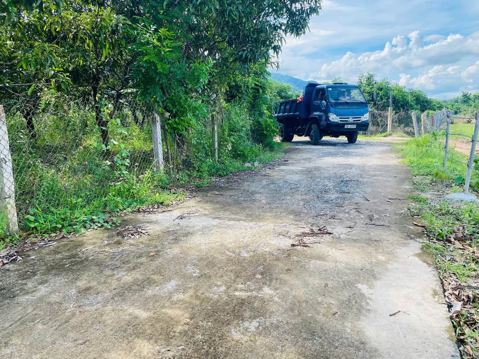 Farm vườn xoài thôn Tân Xương 2, xã Suối Cát 945m² giá 879 triệu - Pháp lý chuẩn, bớt lộc!