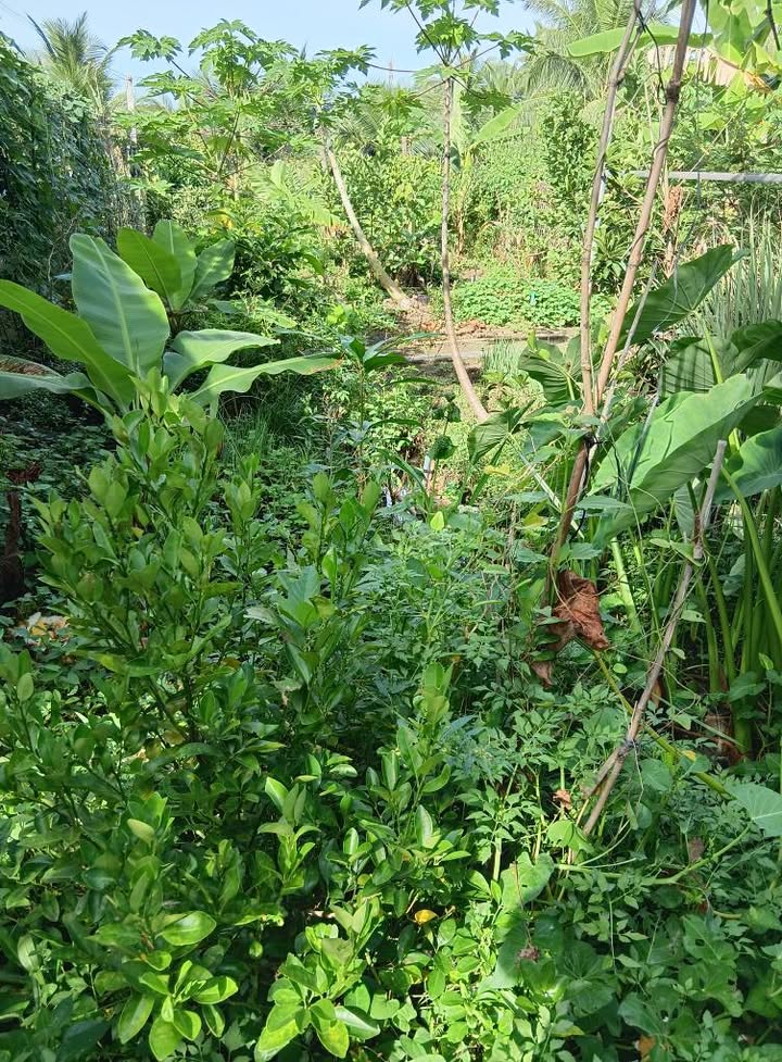 Nhà vườn 700m² tại Ấp Bình Trung, Gò Công Tây - Giá chỉ 1 tỷ