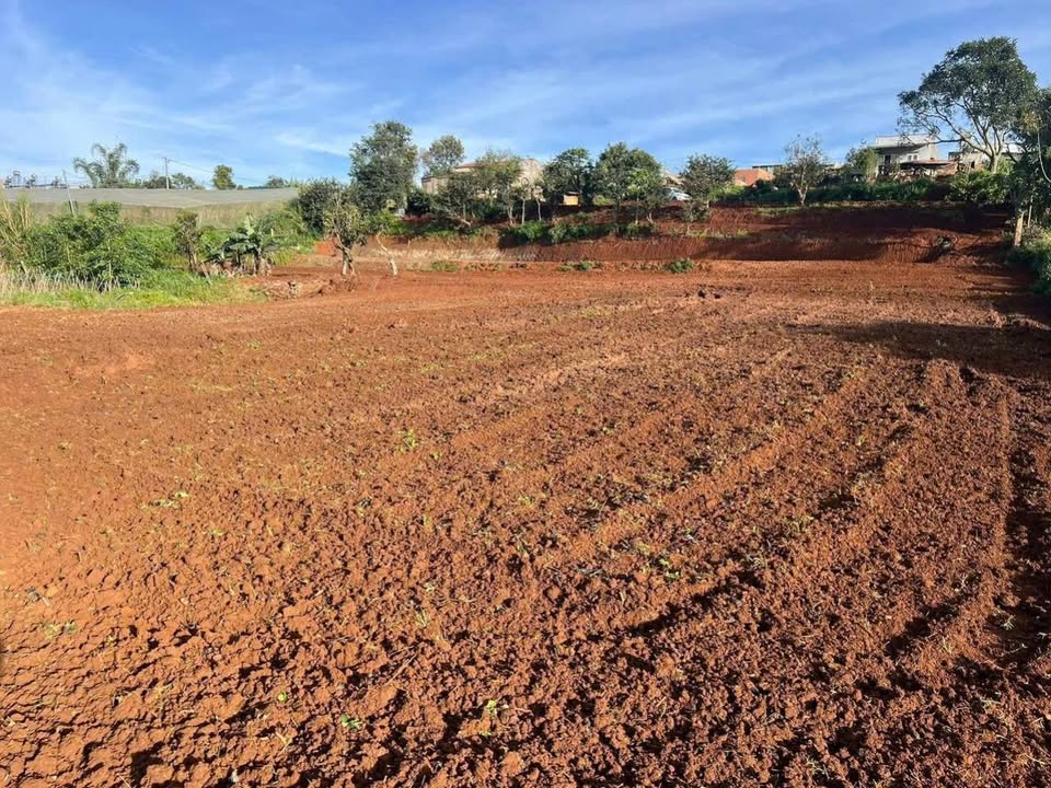 Đất nền Quảng Lập Đơn Dương 3.7 sào giá 2.6 tỷ - View cánh đồng tuyệt đẹp!