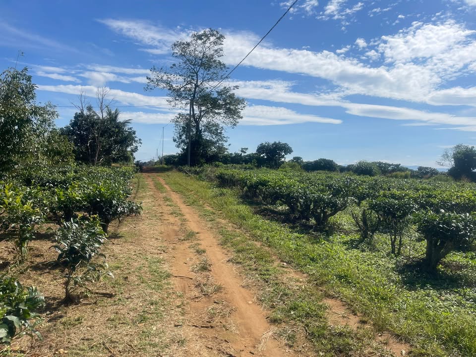 Đất vườn Lộc Quảng 3600m² giá 900 triệu - Gần hồ Cánh Bướm