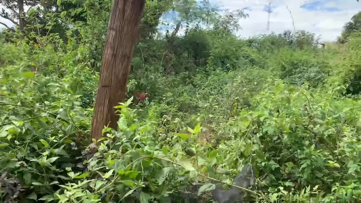 Đất nền Nhơn Hòa, Chư Pưh, Gia Lai 217.6m² giá chỉ 540 triệu - Sổ hồng chính chủ!