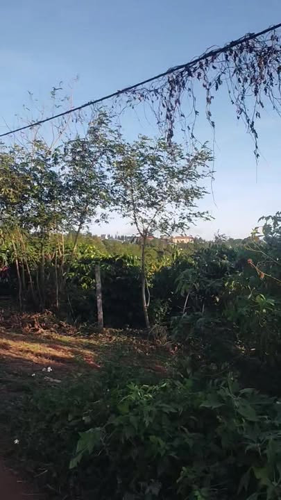 Đất nông nghiệp Ia Băng 10.800m² giá 600 triệu - Cơ hội đầu tư sinh lời!