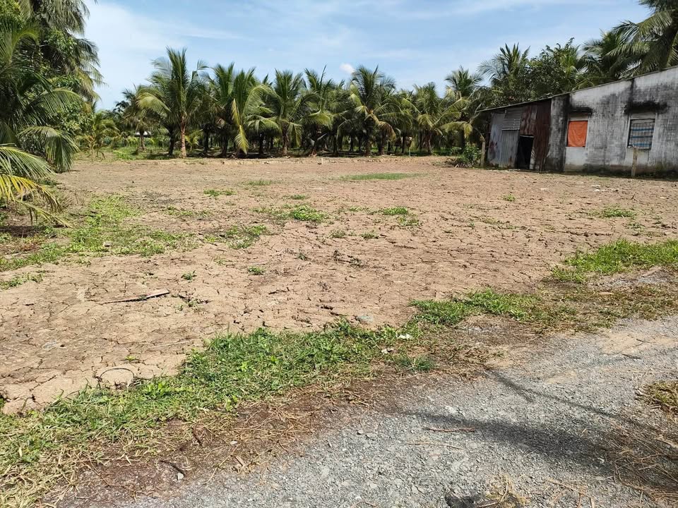 Đất vườn dừa 2700m² tại Thạnh Nhựt, Gò Công Tây - Giá chỉ 1.5 tỷ!