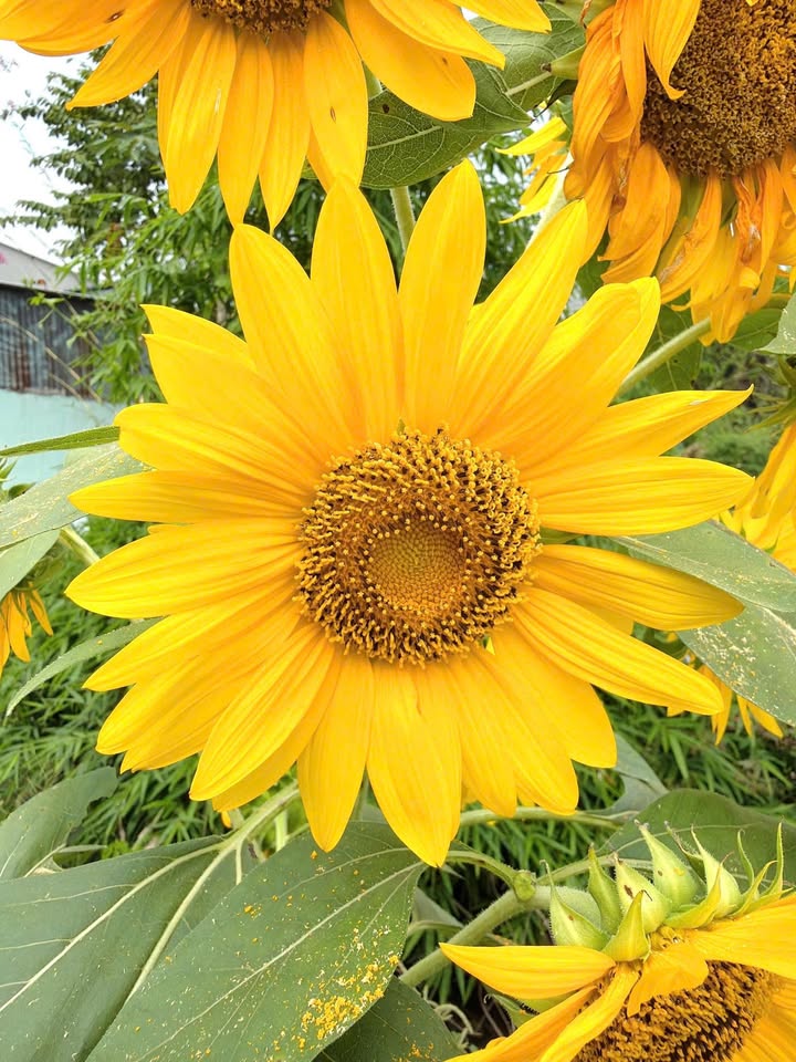 Đất nền Lộc Trung, Mỹ Lộc 117m² giá 800 triệu - Cơ hội đầu tư tuyệt vời!