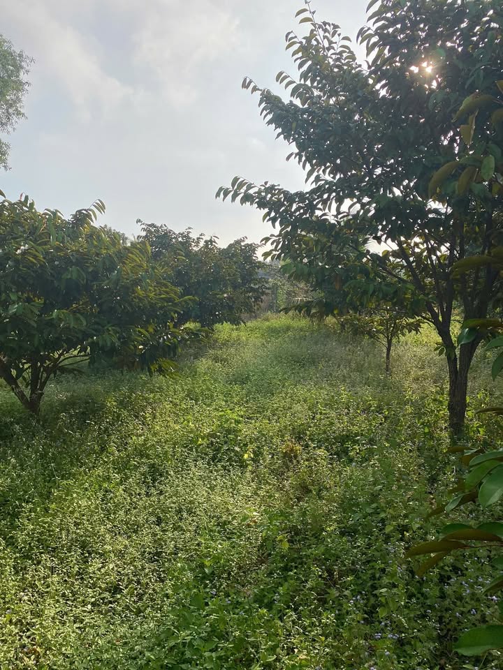 Đất Ninh Phúc, Tây Ninh 2000m² - Cơ hội đầu tư lý tưởng!