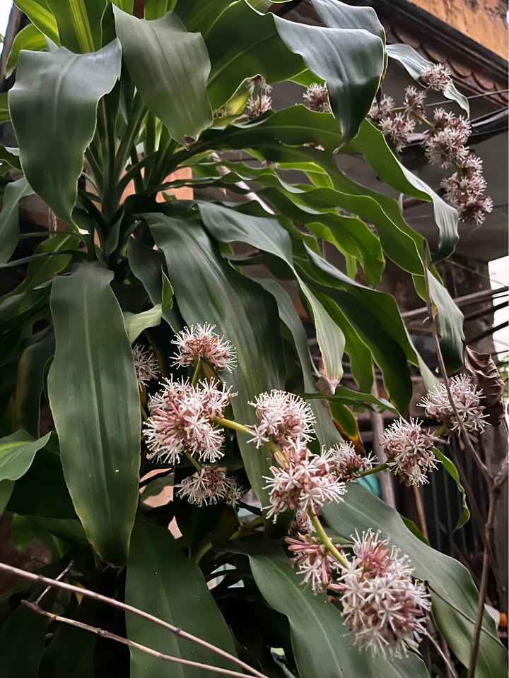 Đất nền khu đô thị An Phú 3, đường Đỗ Văn Thanh, 75m² giá 4.05 tỷ - Cơ hội sở hữu lô duy nhất!