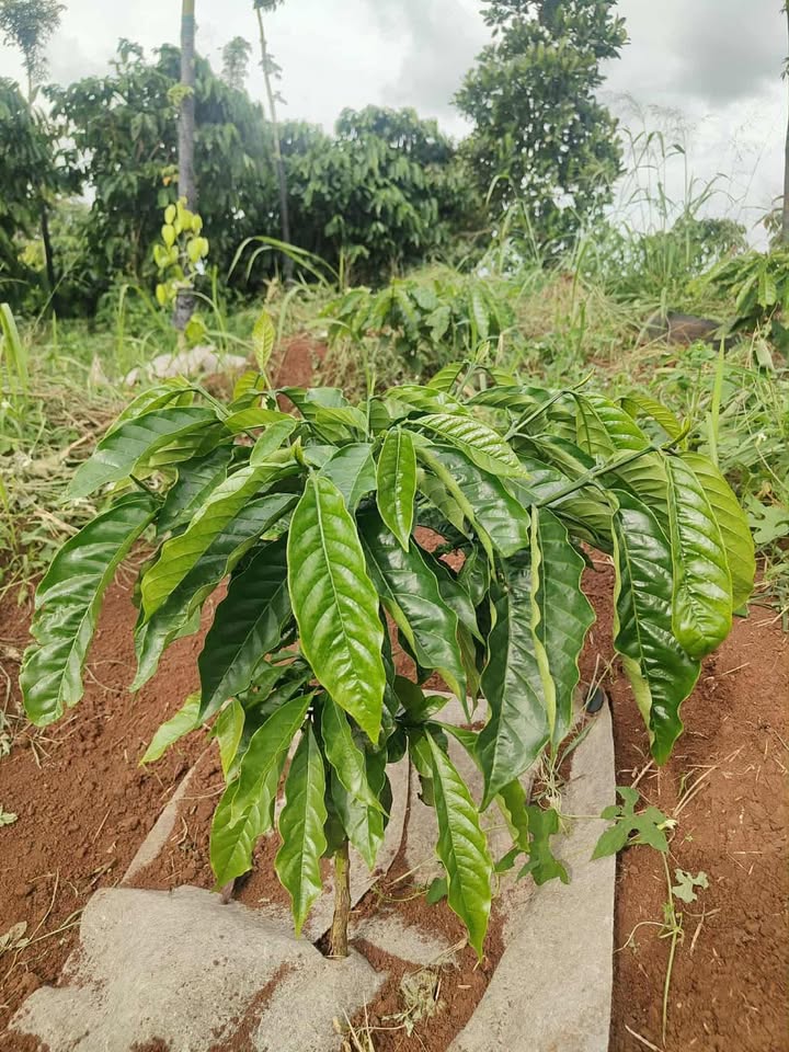 Đất nông nghiệp Đắk Mil 3600m² giá 2.6 tỷ - Đầu tư sinh lời ngay!