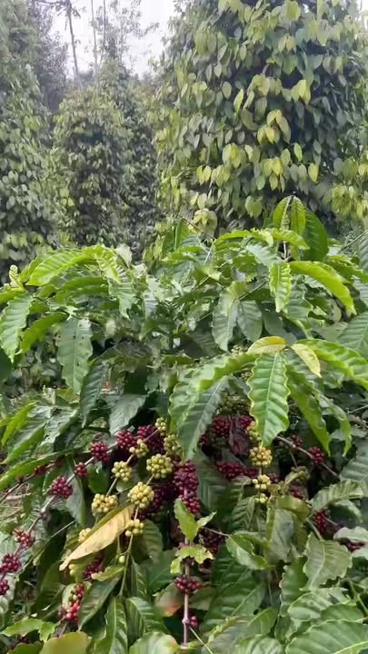 Đất nền Trường Xuân Đắk Song 240m² giá 2.85 tỷ - Sổ hồng chính chủ, mặt tiền đường bê tông!