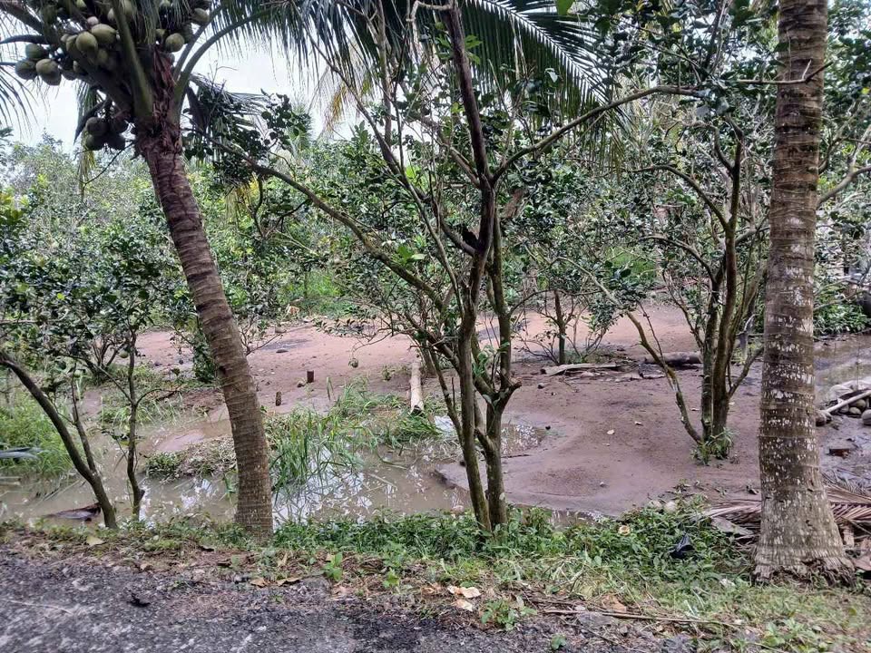 Đất nền thổ cư Bình Phước, Mang Thít 90m² giá chỉ 250 triệu - Cơ hội đầu tư hấp dẫn!