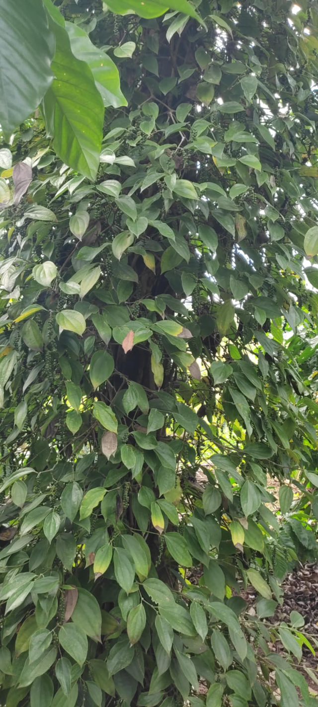 Đất sỏi đỏ 18000m² Ea M'Droh giá chỉ 1.05 tỷ - Nhanh tay sở hữu!