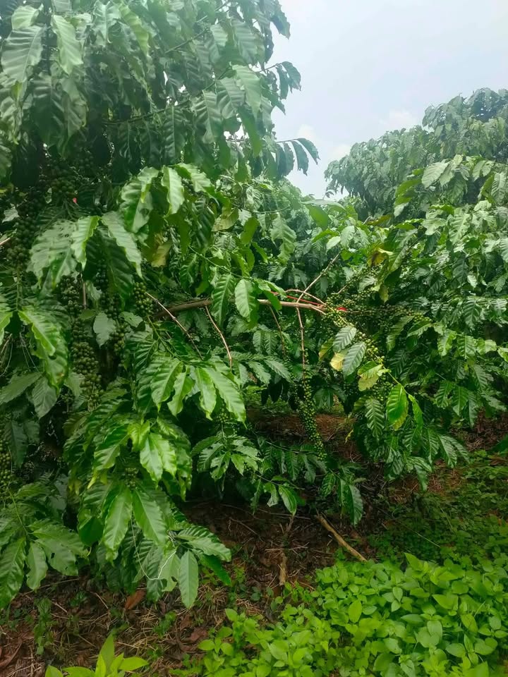 Đất Lộc Phú Bảo Lâm 6000m² giá 2.3 tỷ - Sổ đỏ chính chủ, thương lượng nhẹ!