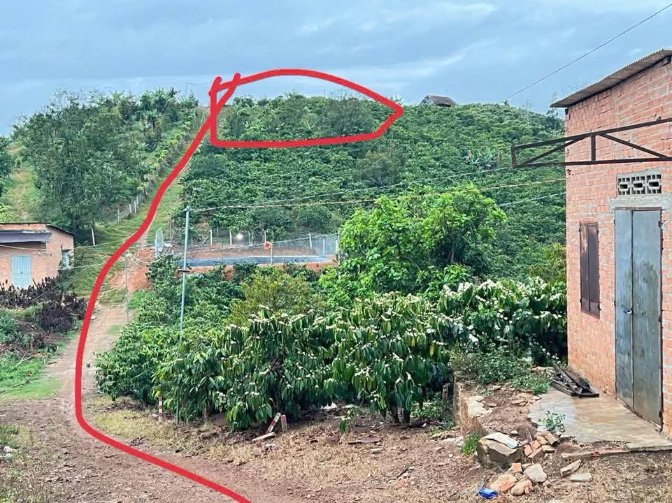 Đất nền Hòa Ninh, Di Linh, Lâm Đồng 2000m² giá 550 triệu - Đầu tư sinh lời ngay!