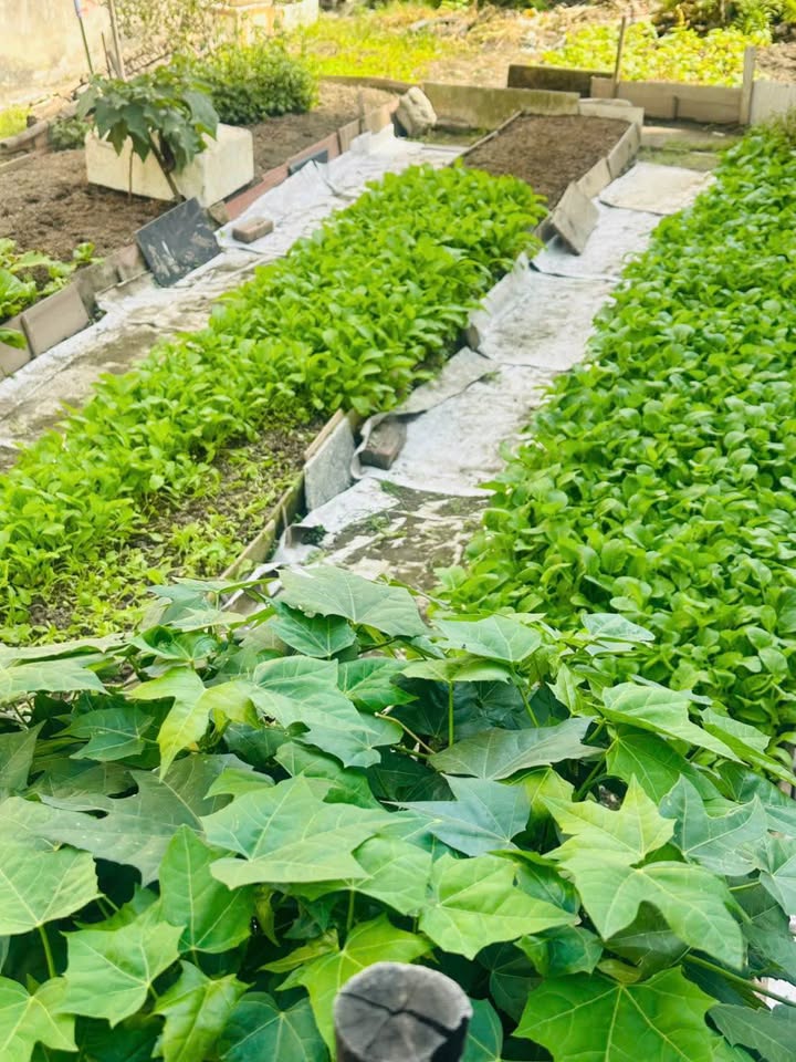 Đất nền mặt ngõ 2,5m Thiên Lôi 140m² giá 6 tỷ - Đầu tư sinh lời ngay!