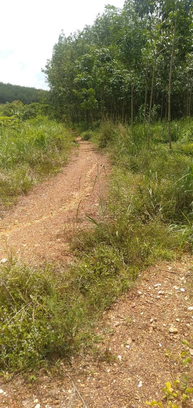 Đất sào Tân Lợi Đồng Phú 3600m² giá chỉ 199 triệu - Cơ hội đầu tư hấp dẫn!