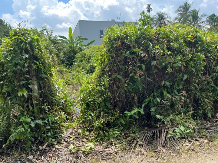 Đất nền Bình Mỹ, Củ Chi 115,3m² giá 2,25 tỷ - Pháp lý hoàn chỉnh, đầu tư sinh lời!