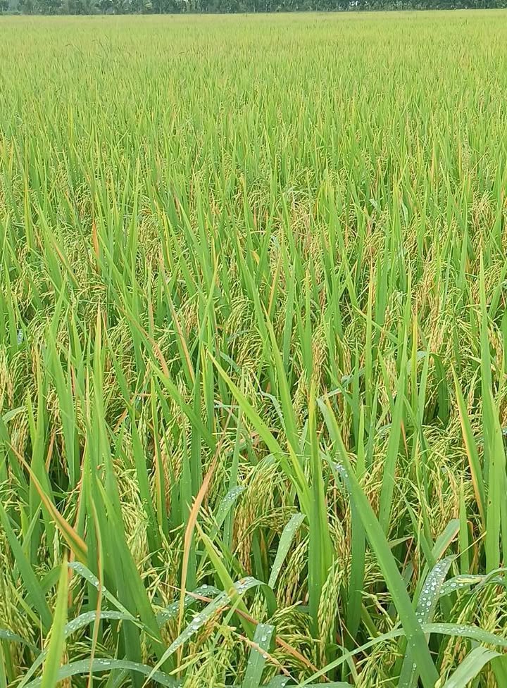 Đất mặt tiền Quốc lộ 91, phường Ô Môn, 15.999m² giá 20 tỷ - Cơ hội đầu tư sinh lời!