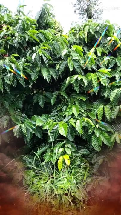 Đất nền 10,000m² tại Nam N Jang, Đam Rông chỉ 1.75 tỷ - Sổ đỏ chính chủ!